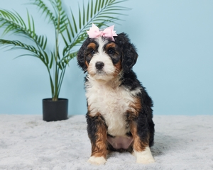 Audie Mini Bernadoodle